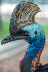 Closed Up of face of Cassowary Bird