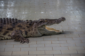 Crocodile in the zoo