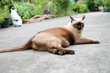 Siamese cat is lying on the concrete floor in the park.