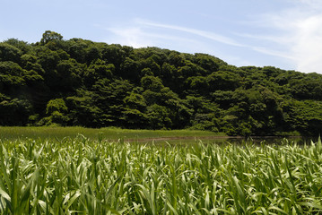 穏やかな入り江