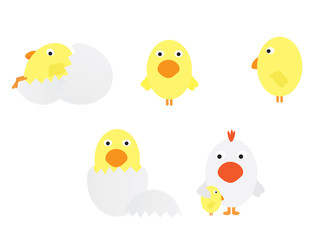 Set of baby chicken vector illustrations on white background
