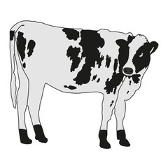 spotted cow vector illustration