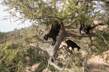 Morocco  goats