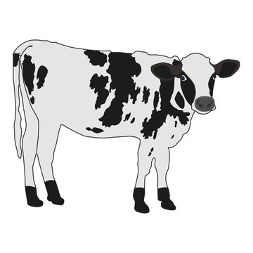 spotted cow vector illustration