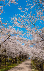 桜咲く春の空