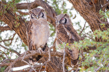 ein Eulenpaar, Bubo lacteus,  sitzt in einem Baum, Kalahari Trans Frontier Park, Südafrika