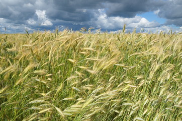 Ears of rye on a background of thunderclouds