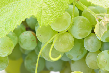 Grape fruit