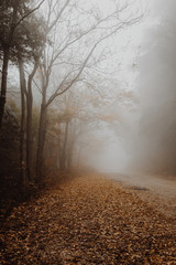 Beautiful view of a road in the middle of fog with trees at the sides and leaves on the ground