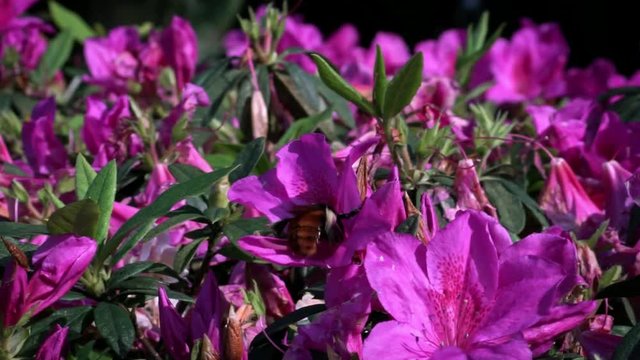 Slow Motion of insects pollinate. Bumblebee pollinating beautiful flowers. Close-up Bumble-Bee on blossom collects nectar. Amazing nature scene humble-bee with blooming in spring at Taipei. Taiwan-Dan