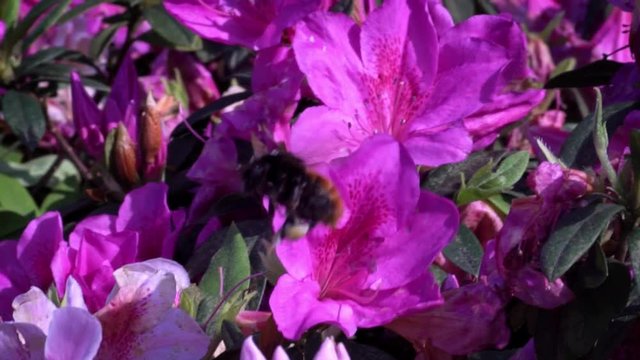 Slow Motion of insects pollinate. Bumblebee pollinating beautiful flowers. Close-up Bumble-Bee on blossom collects nectar. Amazing nature scene humble-bee with blooming in spring at Taipei. Taiwan-Dan