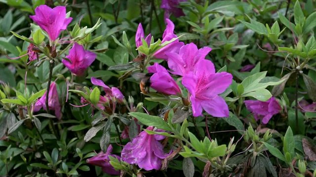 Slow Motion of insects pollinate. Bumblebee pollinating beautiful flowers. Close-up Bumble-Bee on blossom collects nectar. Amazing nature scene humble-bee with blooming in spring at Taipei. Taiwan-Dan