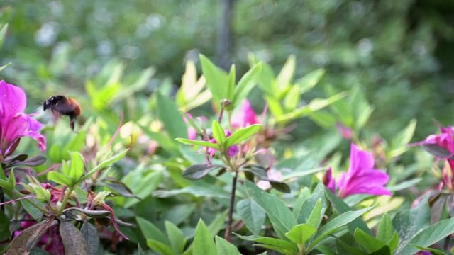 Slow Motion of insects pollinate. Bumblebee pollinating beautiful flowers. Close-up Bumble-Bee on blossom collects nectar. Amazing nature scene humble-bee with blooming in spring at Taipei. Taiwan-Dan