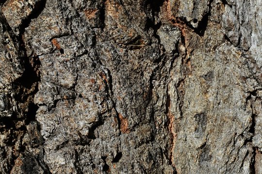 Ironbark Eucalyptus textured background closeup