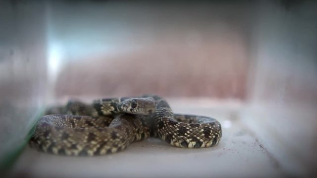 Slow Motion of Smooth snake coiled and take out the tongue inside of a glass box. Coronella Austria is a non-venomous colubrid species found in Europe. -Dan