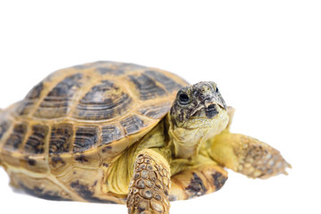 turtle isolated on white background