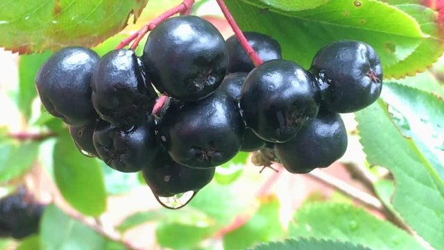 ripe Aronia berries on the tree