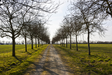 Allee mit jungen Bäumen im Frühling