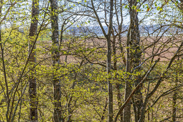 Spring greenery in the woods on a lovely spring day