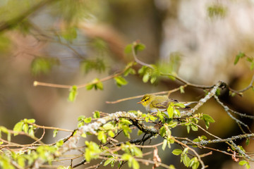 Wood Warbler among the newly opened leaves on a branch in spring