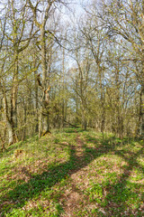 Fototapeta na wymiar Footpath through a forest with lovely spring feeling