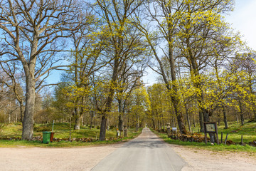 Country road avenue at a parkland in spring