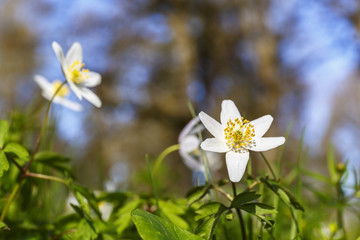 Flowering Wood anemone flowers in springtime