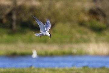 Tern hunting at a lake in spring