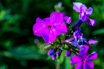 Fototapeta na wymiar Viole petunia flower on bush