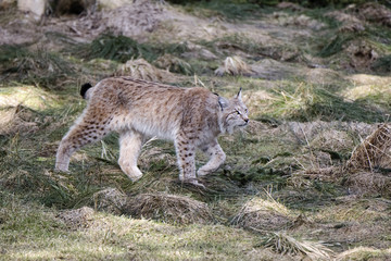 Luchs
