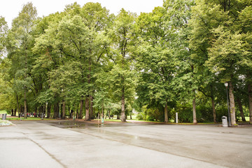 Trees in the park