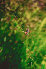the spider spun a web at dawn