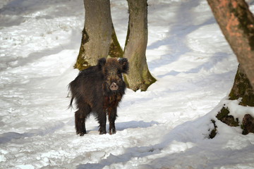 curious wild boar in winter scene