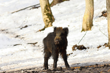 curious young wild boar
