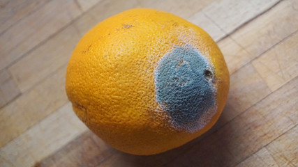 Mold damage in orange fruit that changed color into green and white
