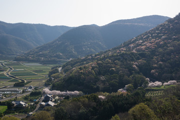 桜咲く山肌　香川県五色台