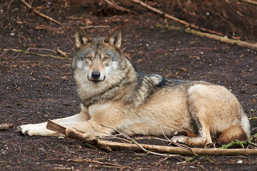 Grey Wolf (Canis lupus)