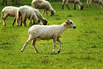 white lamb walking on spring green meadow