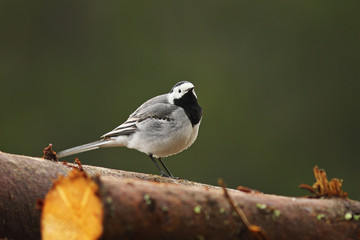 Fototapeta premium white wagtail standing on wooden stump