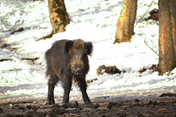 wild boar at winter feeder