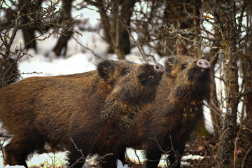 wild boar youngsters in winter