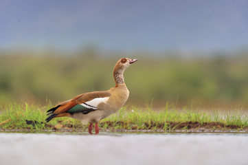 Egyptian Goose (Alopochen aegyptiacus). Male in breeding plumage. Kwazulu Natal, South Africa