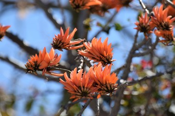 Cyprus botanical garden