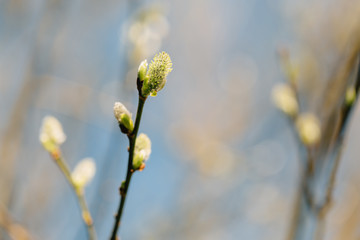 The first spring gentle leaves, buds and branches.  Nature and blooming in spring time