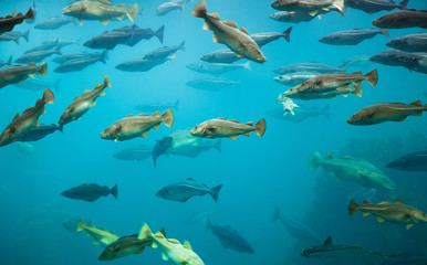 Fishes in aquarium