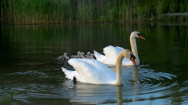 Big family of white wild swans with small ducklings in nesting place 