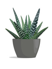 Hawortia - zebra cactus in dark pot on white background.