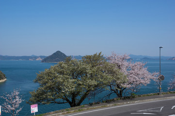 桜と瀬戸内海の大槌島(大崎の鼻展望所)