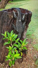 Riesenwaran in Australien