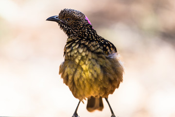 Western bowerbird (Chlamydera guttata)